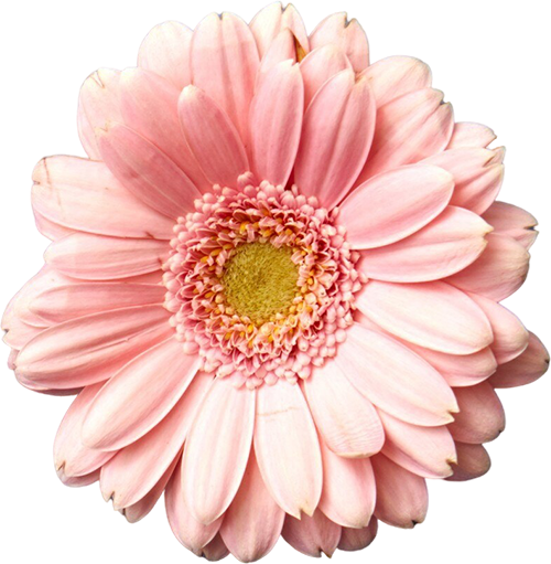 Close-up of a pink gerbera daisy flower with petals and a yellowish center.
