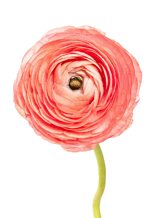 A close-up of a pink ranunculus flower with layered petals and a dark center, on a black background.