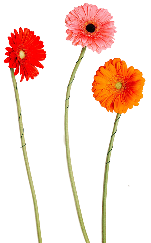 Three colorful gerbera daisies in shades of red, pink, and orange with green stems