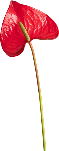 A red anthurium flower with a green stem and a shiny, heart-shaped spathe.