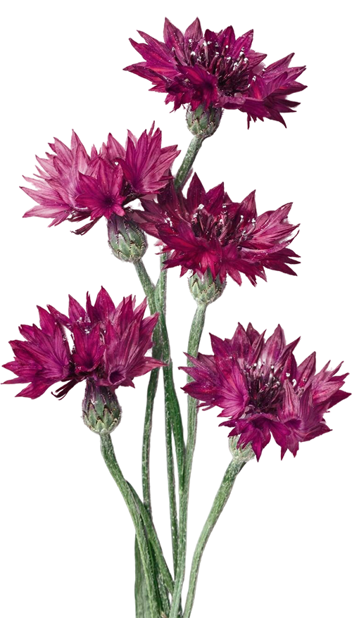 A bouquet of five pink and purple flowers with green stems and buds.