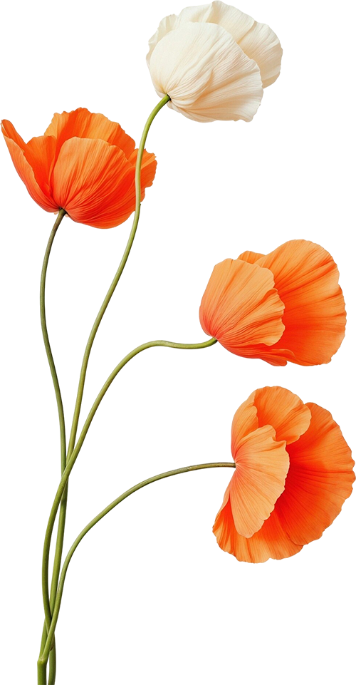 Four poppy flowers with green stems, two orange and two white, arranged vertically.