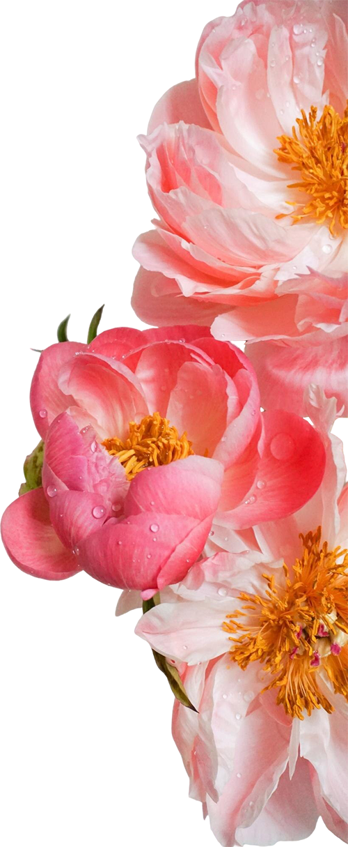 Close-up of pink peony flowers with water droplets on the petals and yellow stamens in the center.
