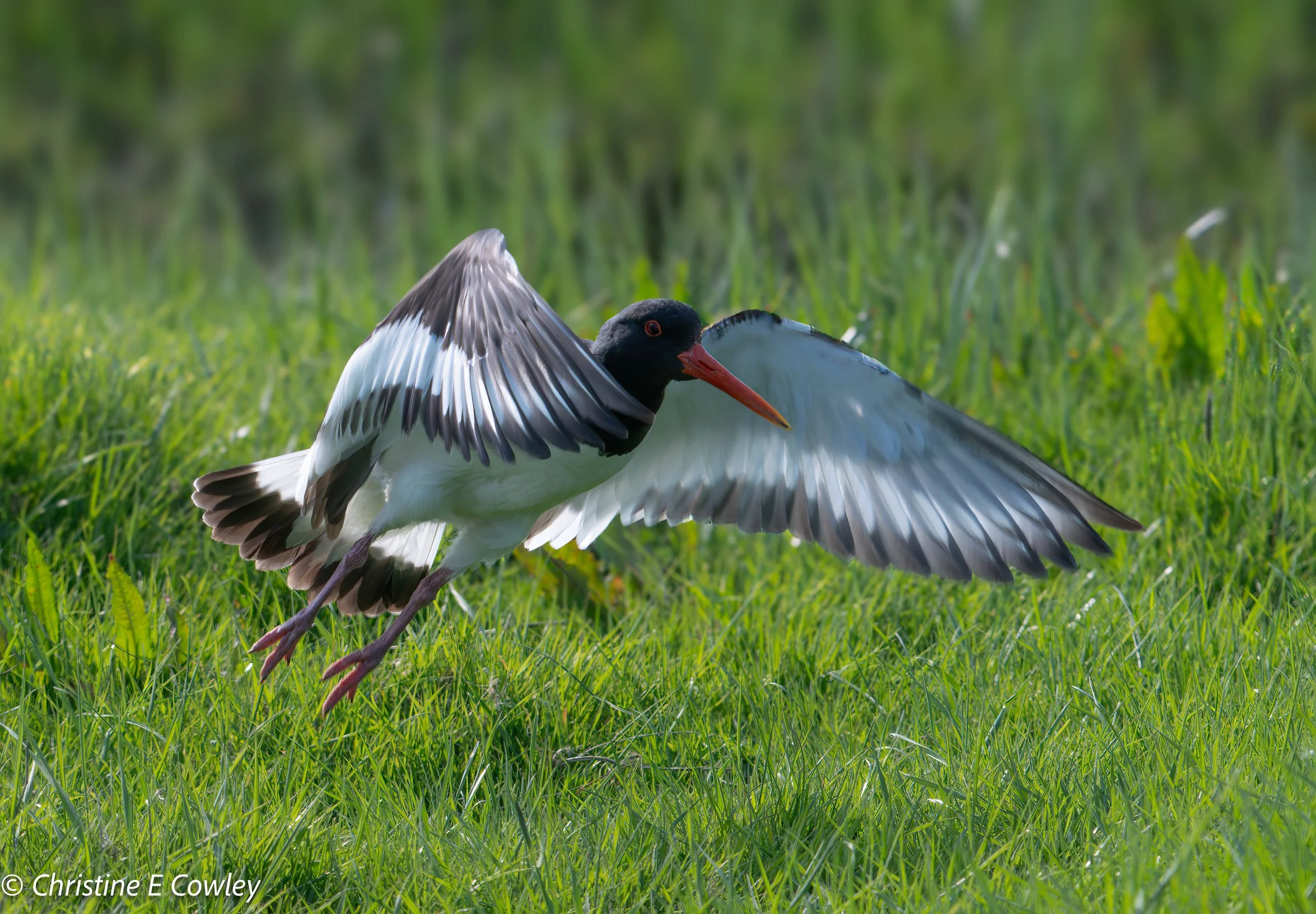 Lapwing