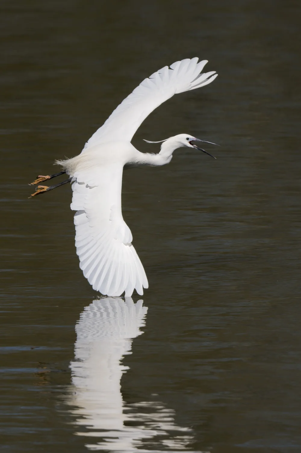 Egret2.jpeg