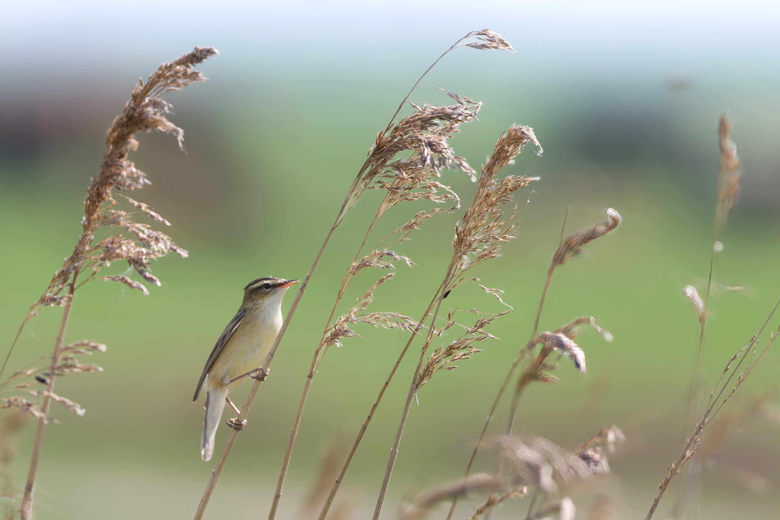 Sunday 20th July Elmley Members full day