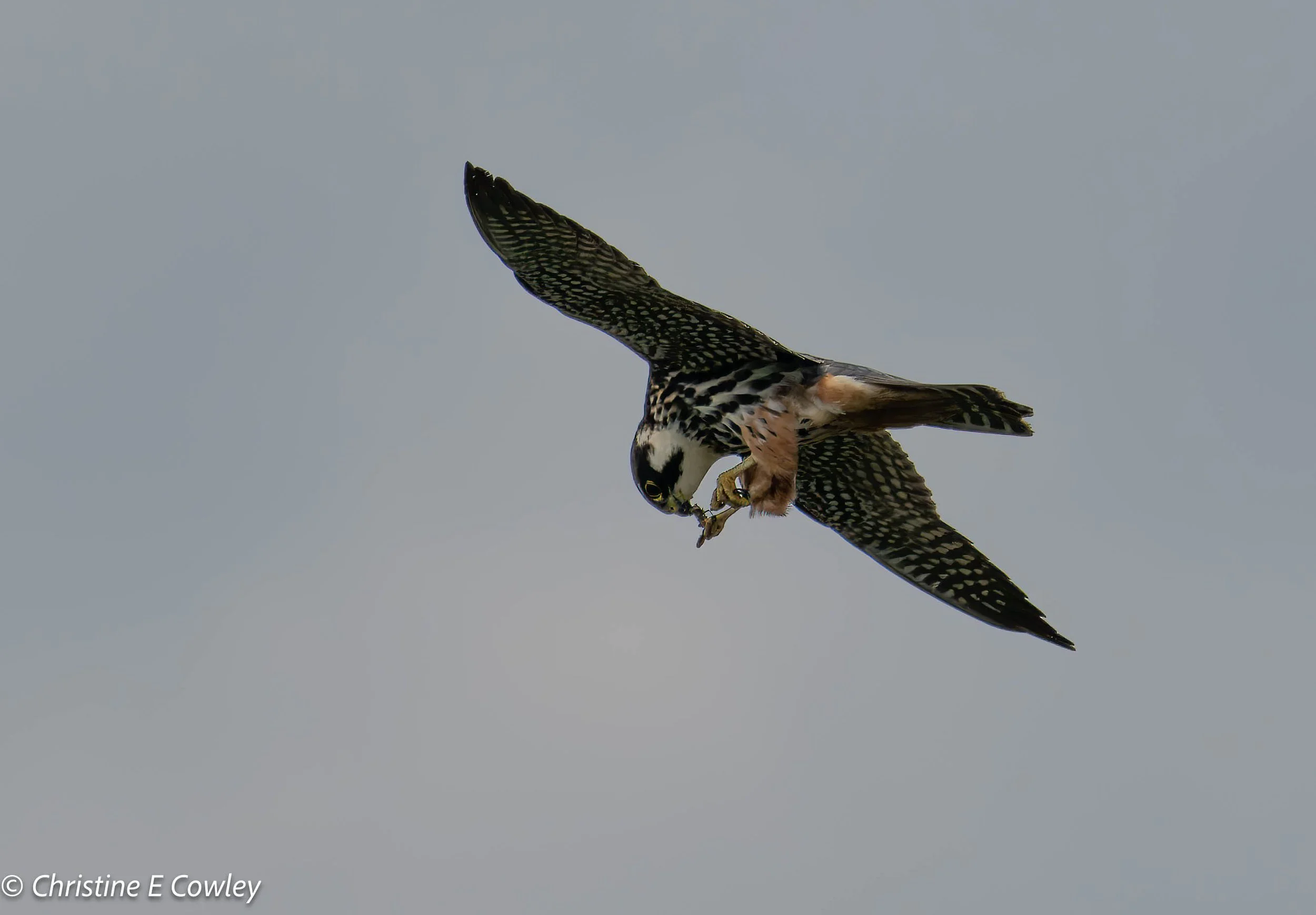 20250523-DSC_1397-NEF-Edit.jpeg