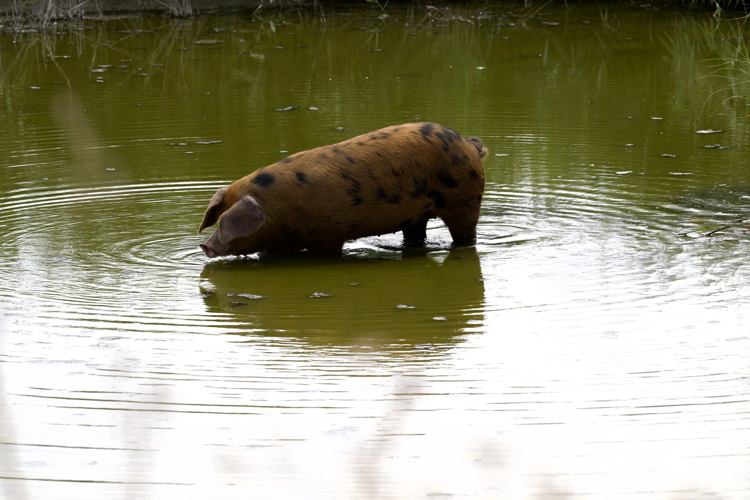 DSC_5205.jpg