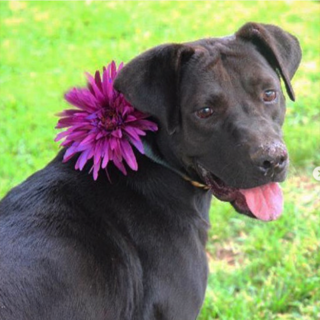 Tail Waggers Charitable Foundation