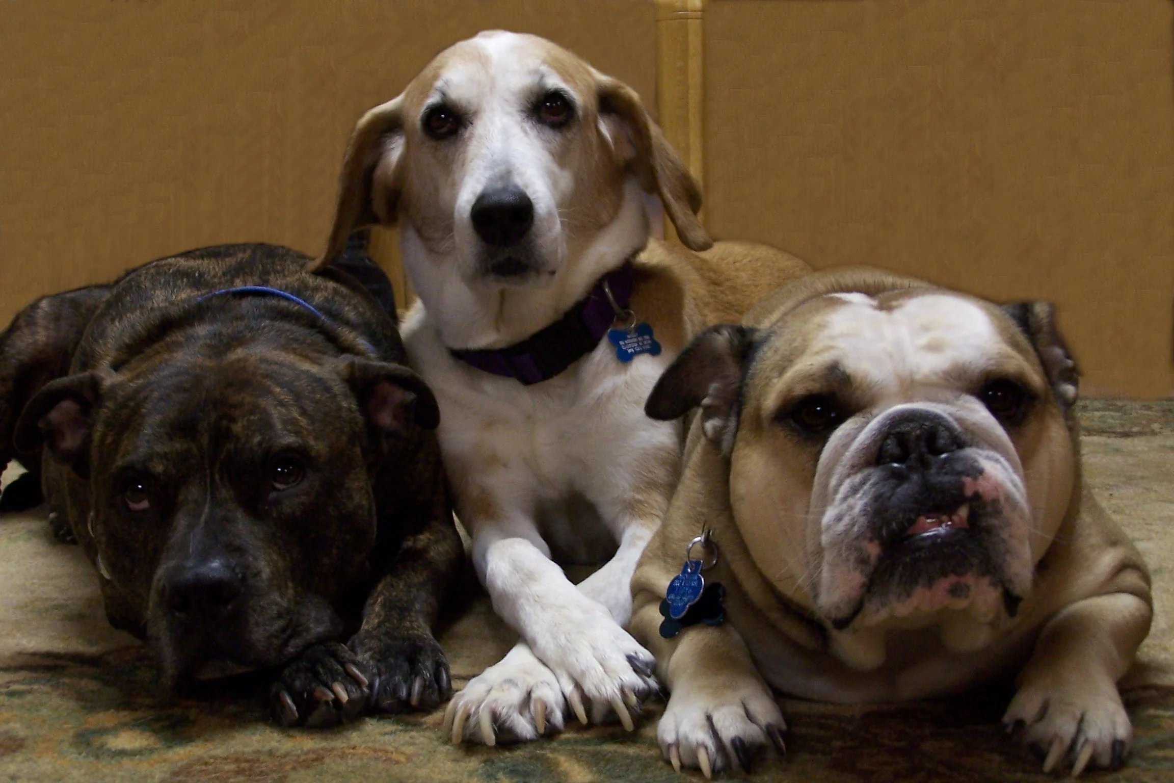 St Patty's Day Pawty - Bark Bark Adventure Park