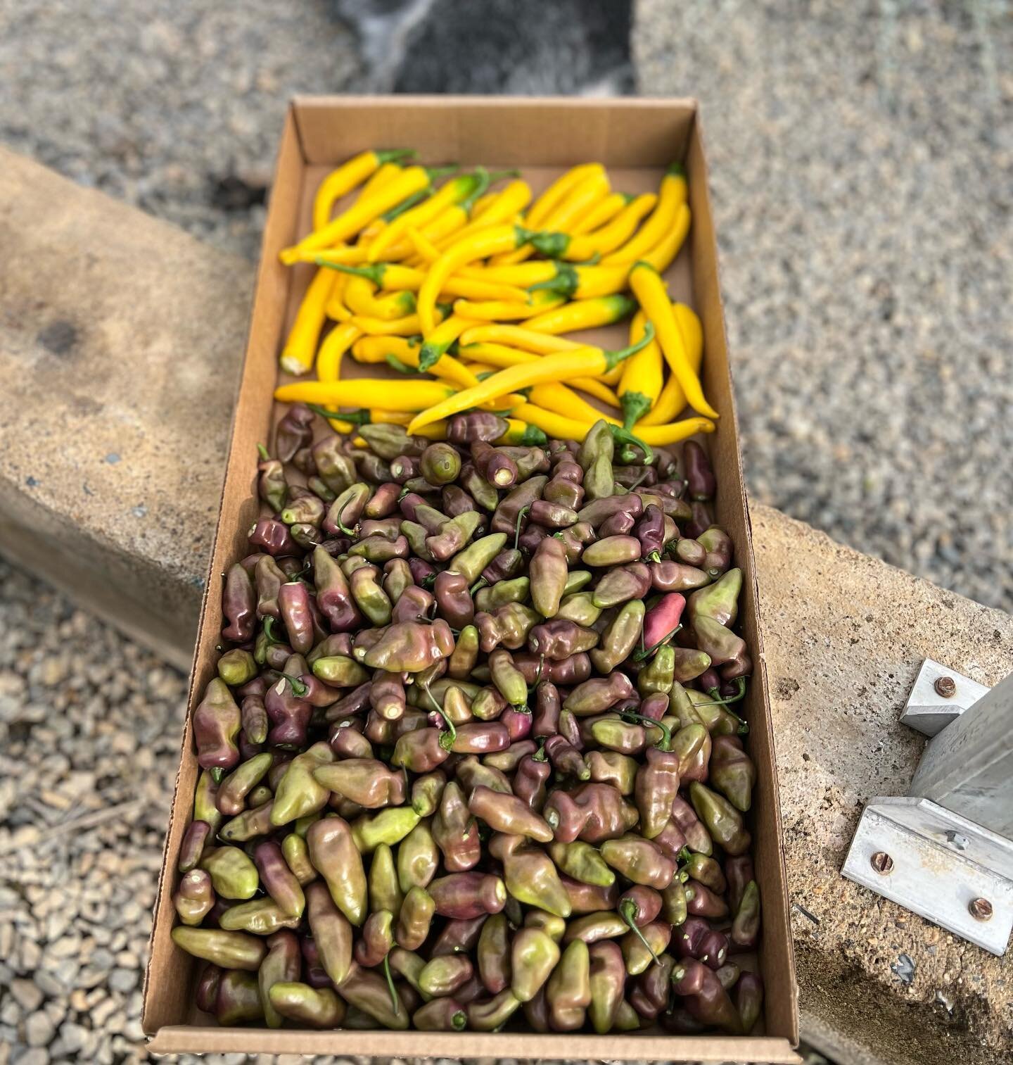 First harvest of more than just a couple peppers! Beautiful pods - yellow cayenne from @refining_fire_chiles and the fidalgo roxa from PDX peppers! The cayennes are set for a solo ferment before sending them to a buddy to dry and make a pizza seasoni