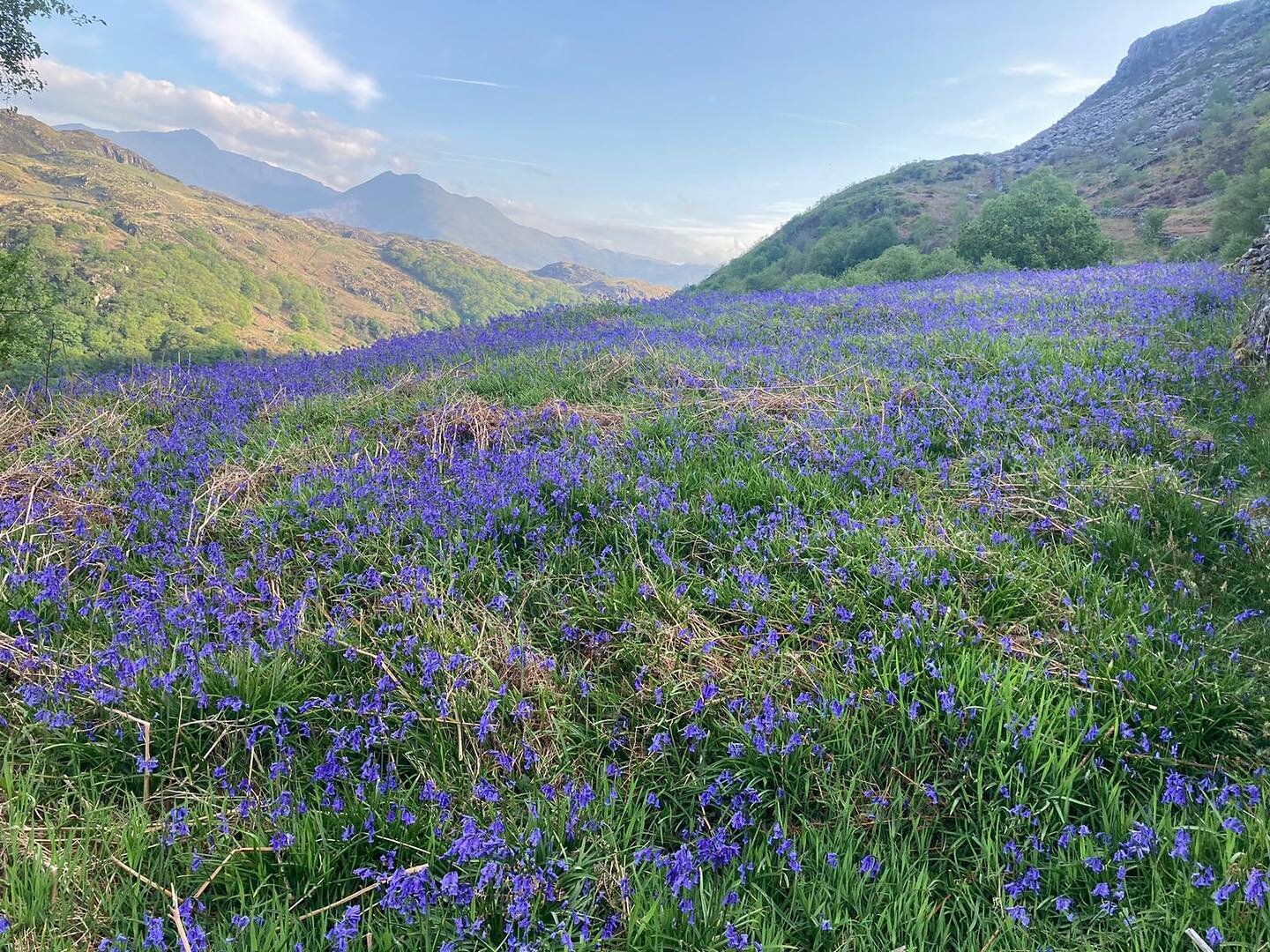 Bluebell season just above The Barn. Spot Yr Wyddfa in the hazy distance 💙