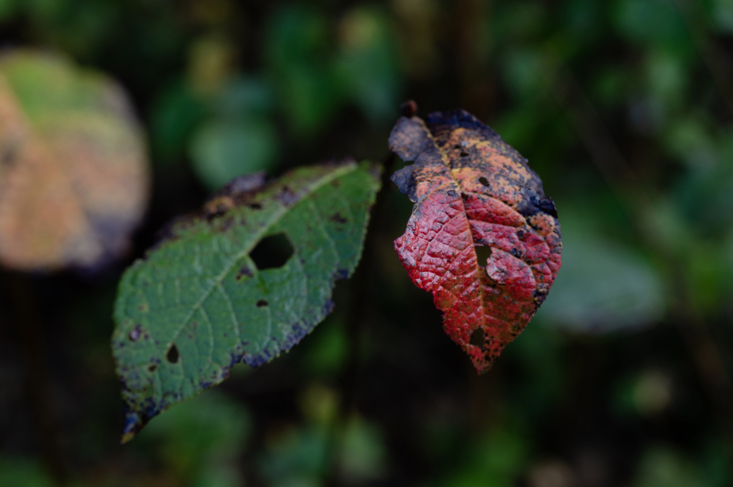 L1000528 copy.jpg