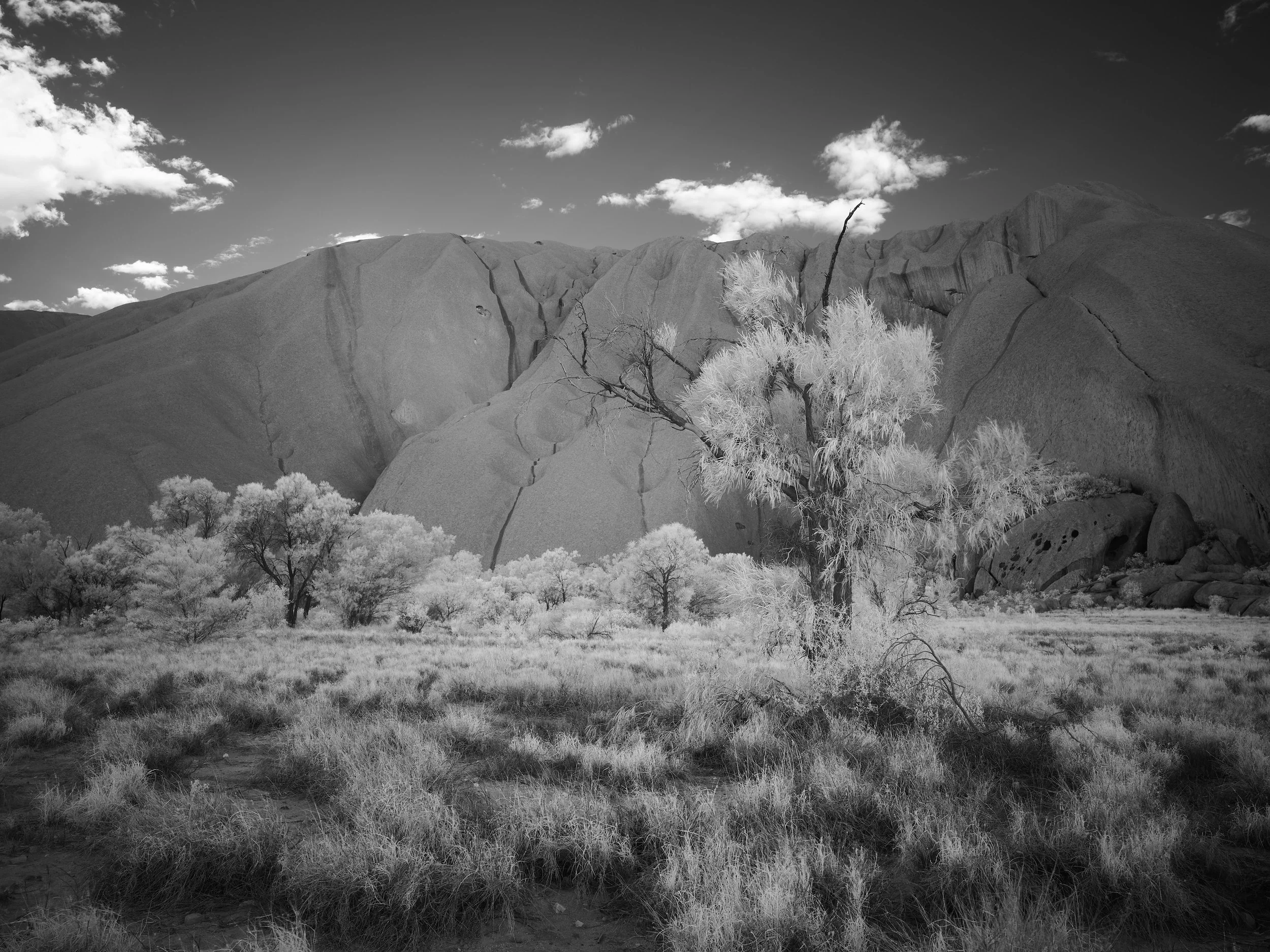 Desert Oak at Kata Tjuta
