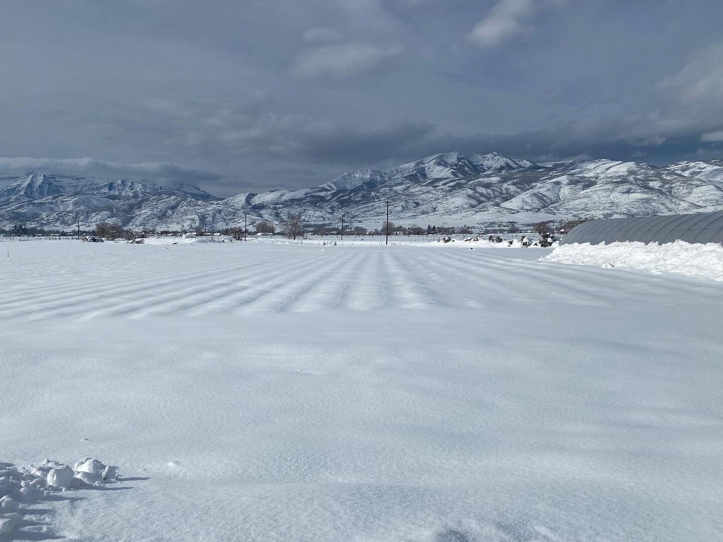 We've had some significant snow recently with more expected. Where'd the lavender go! This is a good thing we feel as the snow should help insulate the plants from the cold.