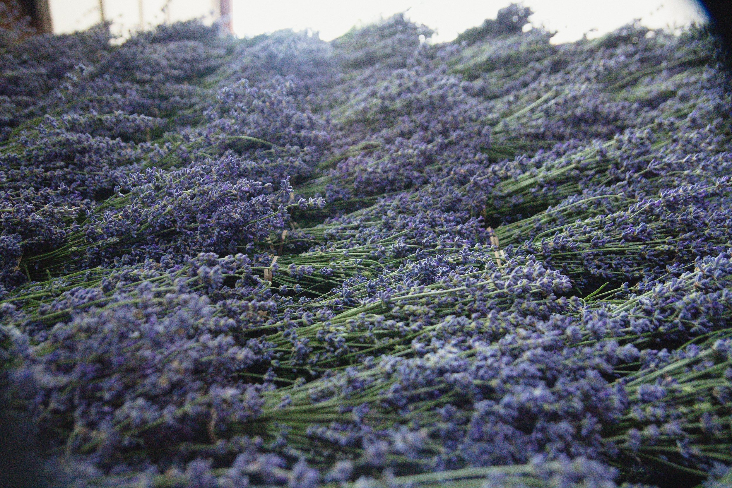 Dried Lavender Bunch | B&B Family Lavender Farm