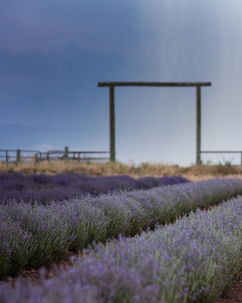 Organic Lavandula angustifolia 'Sarah' Sarah Lavender Plants from Mountain  Valley Growers