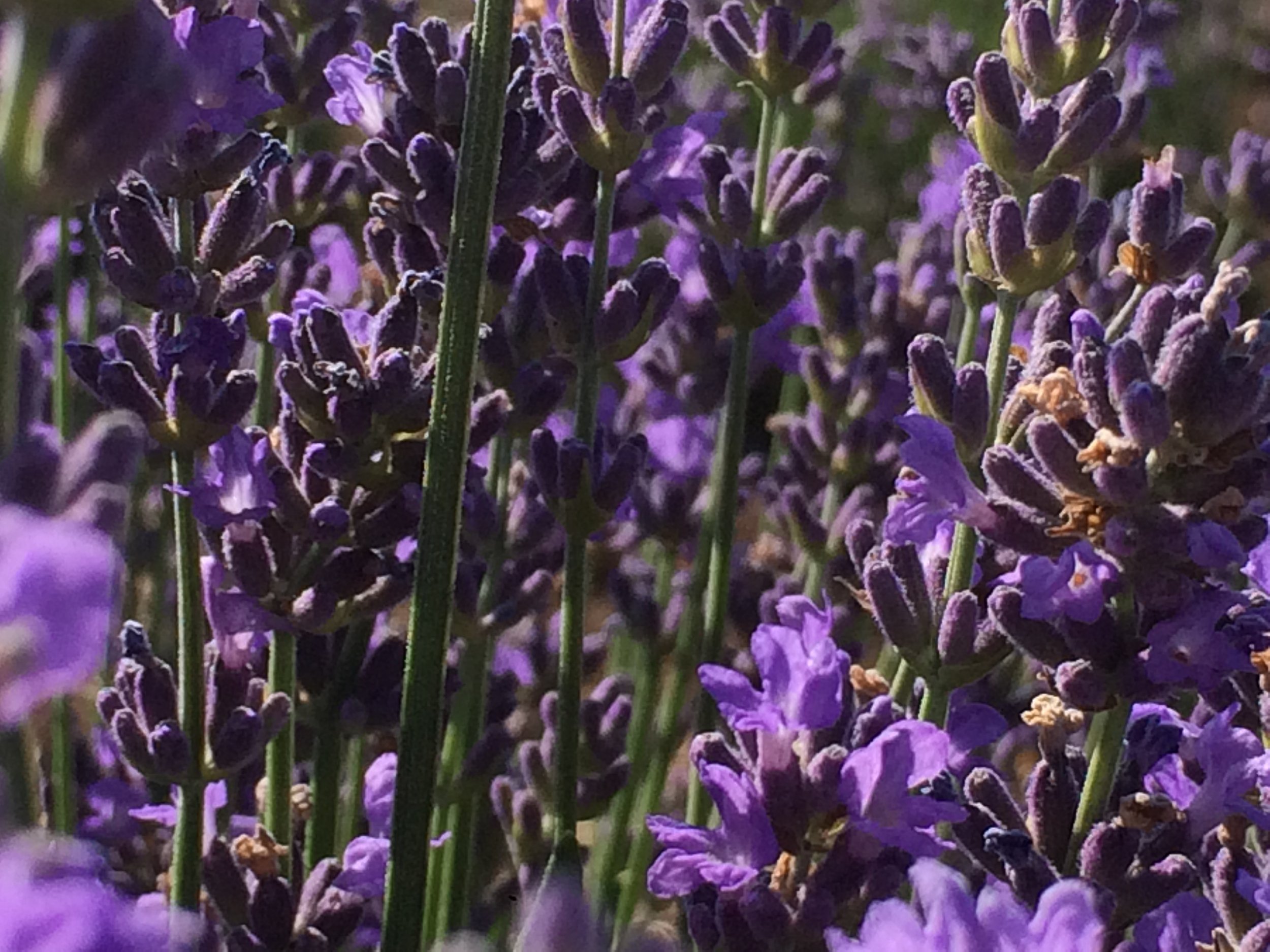 Organic Lavandula angustifolia 'Sarah' Sarah Lavender Plants from Mountain  Valley Growers