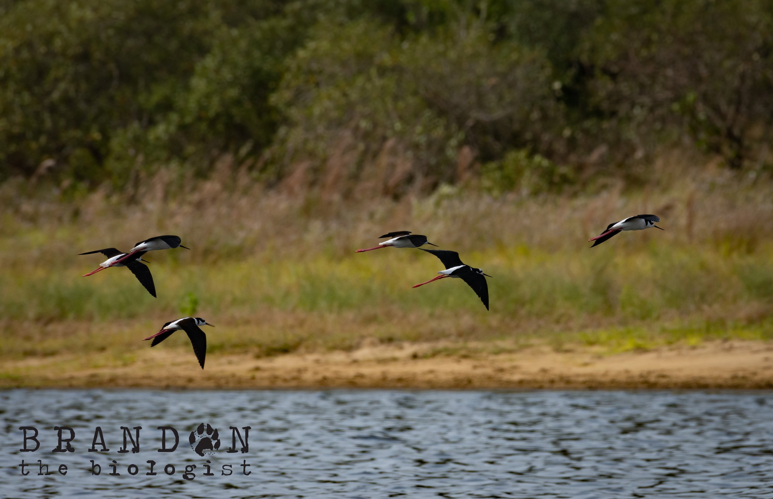 DSC_6912.jpg