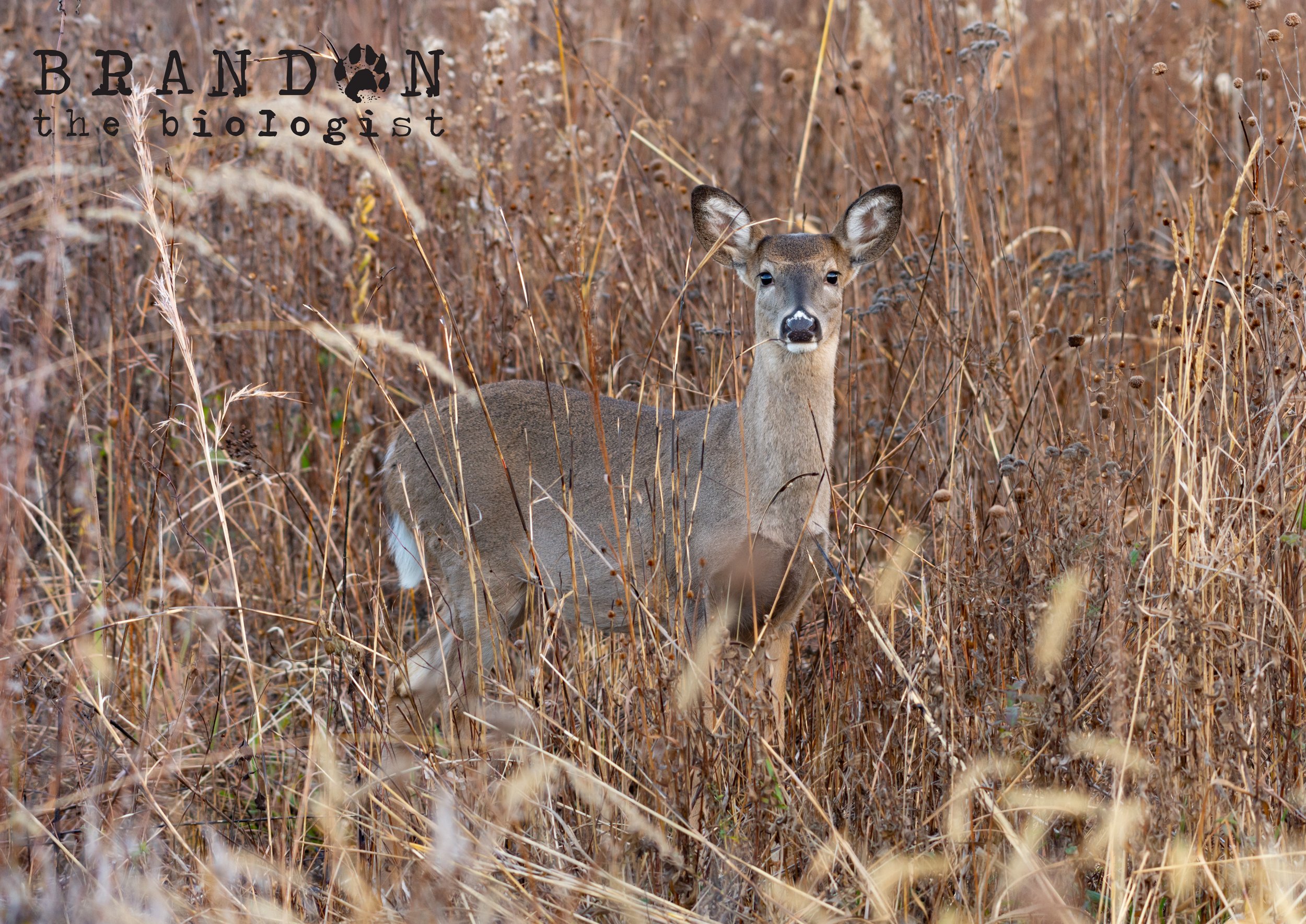 DSC_6072.jpg