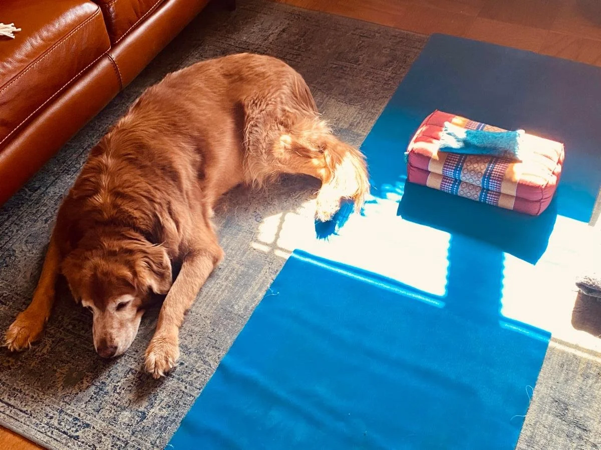 Thanksgiving Schedule &amp; New Classes