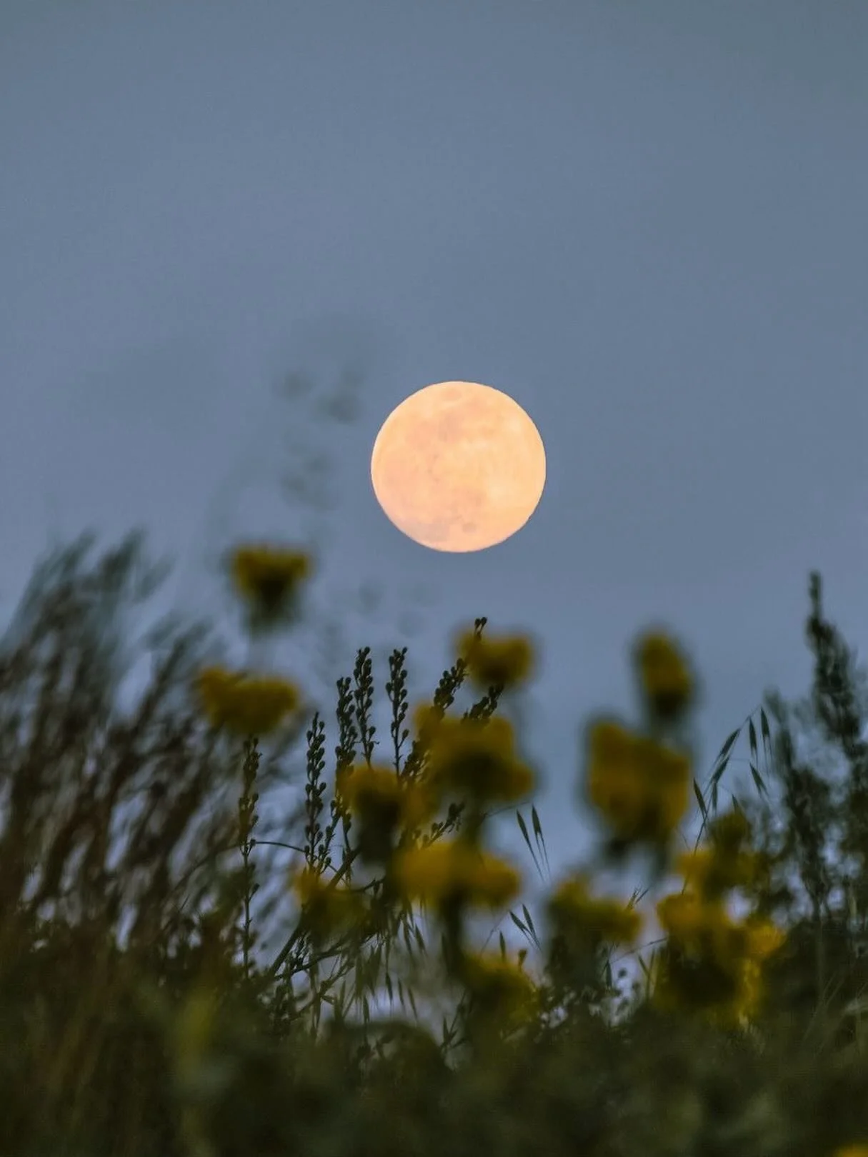 ✨full moon in aries: breath &amp; sound journey at Anima Mundi 10/6 at 7pm in Greenpoint, BK

⚡️ find your footing, post eclipse pushing past any limiting beliefs that keep you small. aries energy is intense: move with action, breaking free &amp; tak
