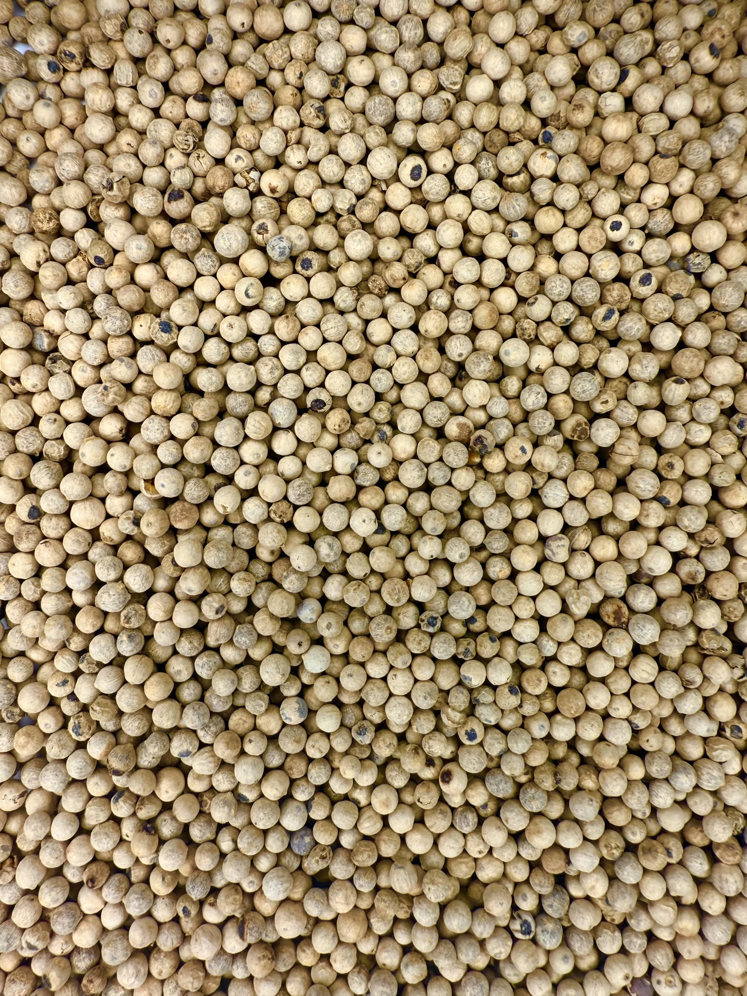 Bulk White Peppercorns