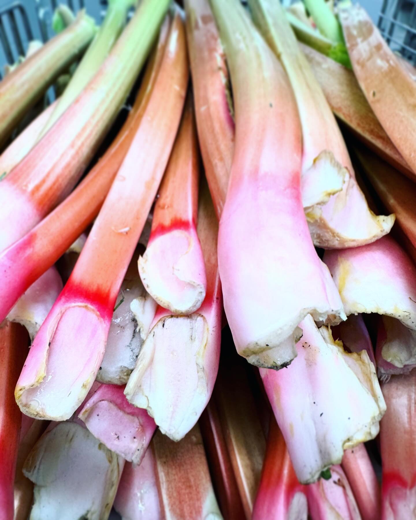 Locally homegrown Rhubarb has started to roll in! The season only lasts so long, so be sure to come in and snag some while we have it! 
#rhubarb #homegrown