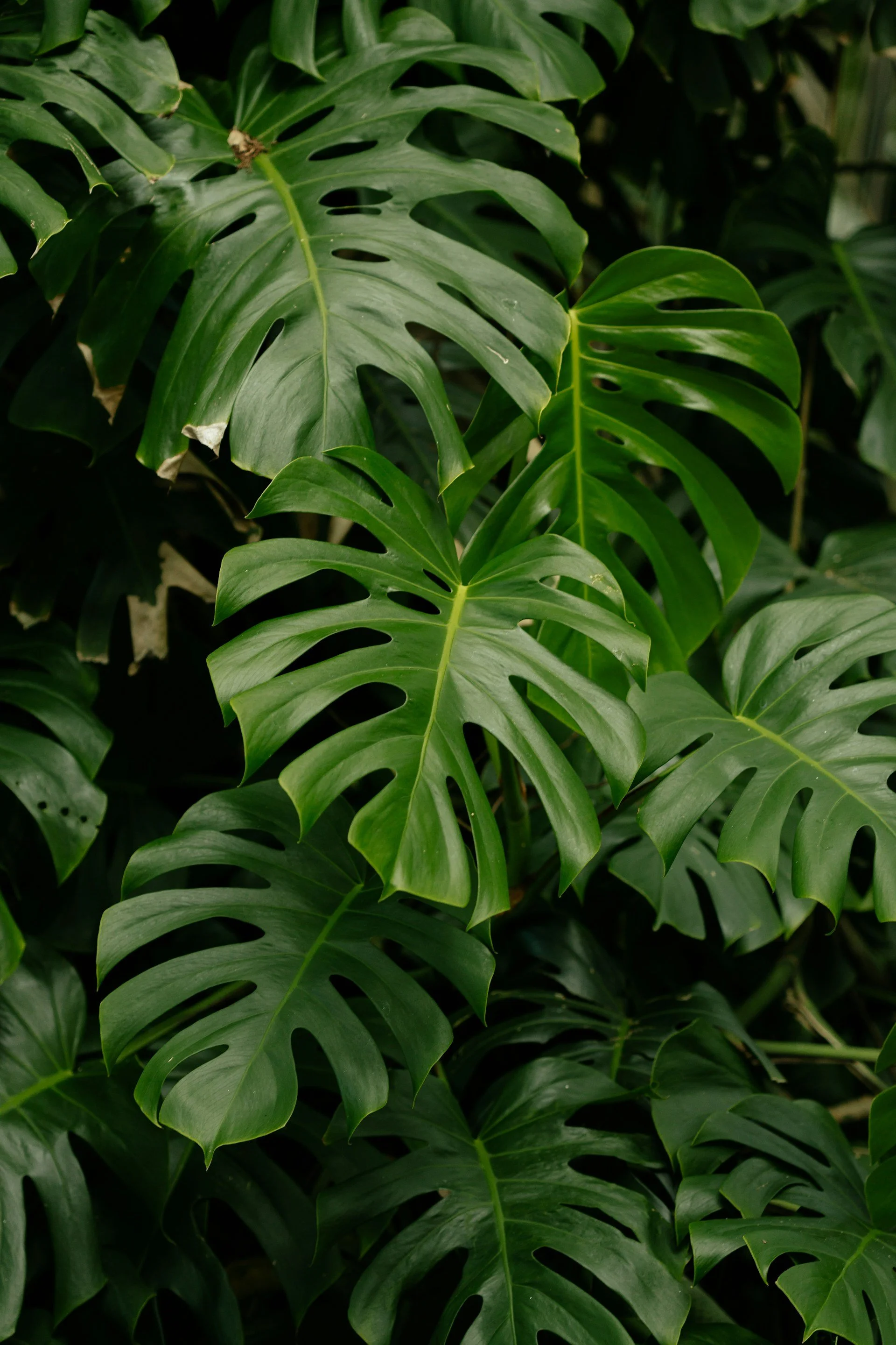 Close-up of green Monstera plant leaves with characteristic holes and splits, lush foliage.