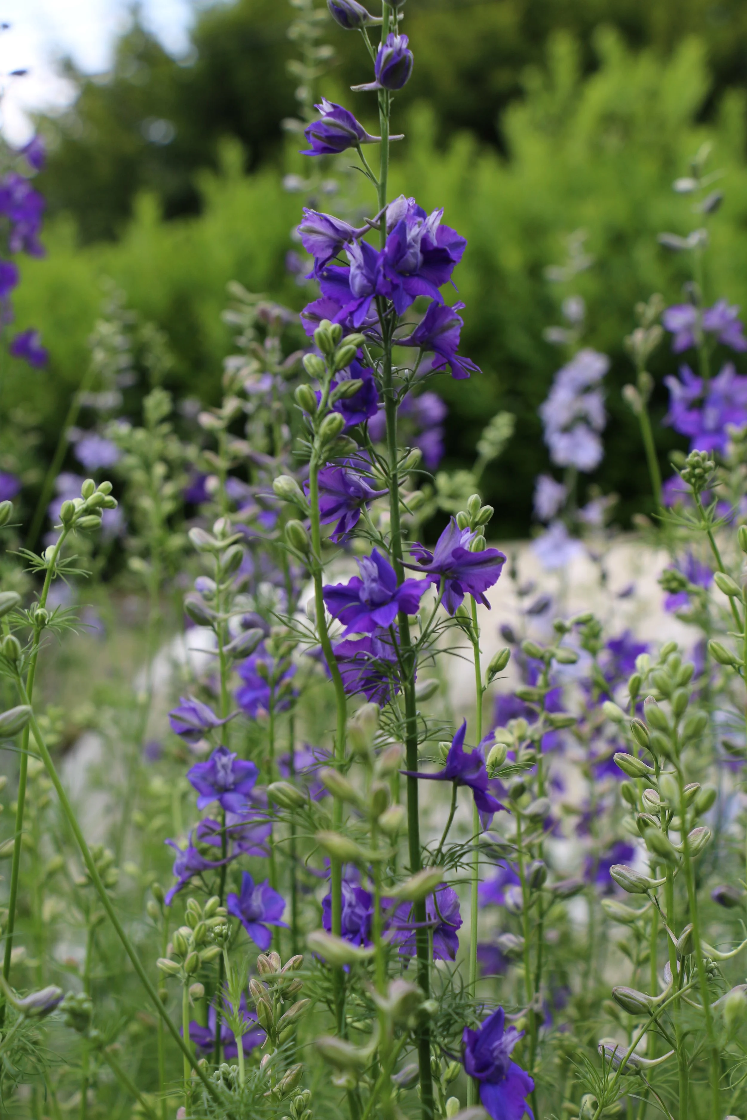 larkspur