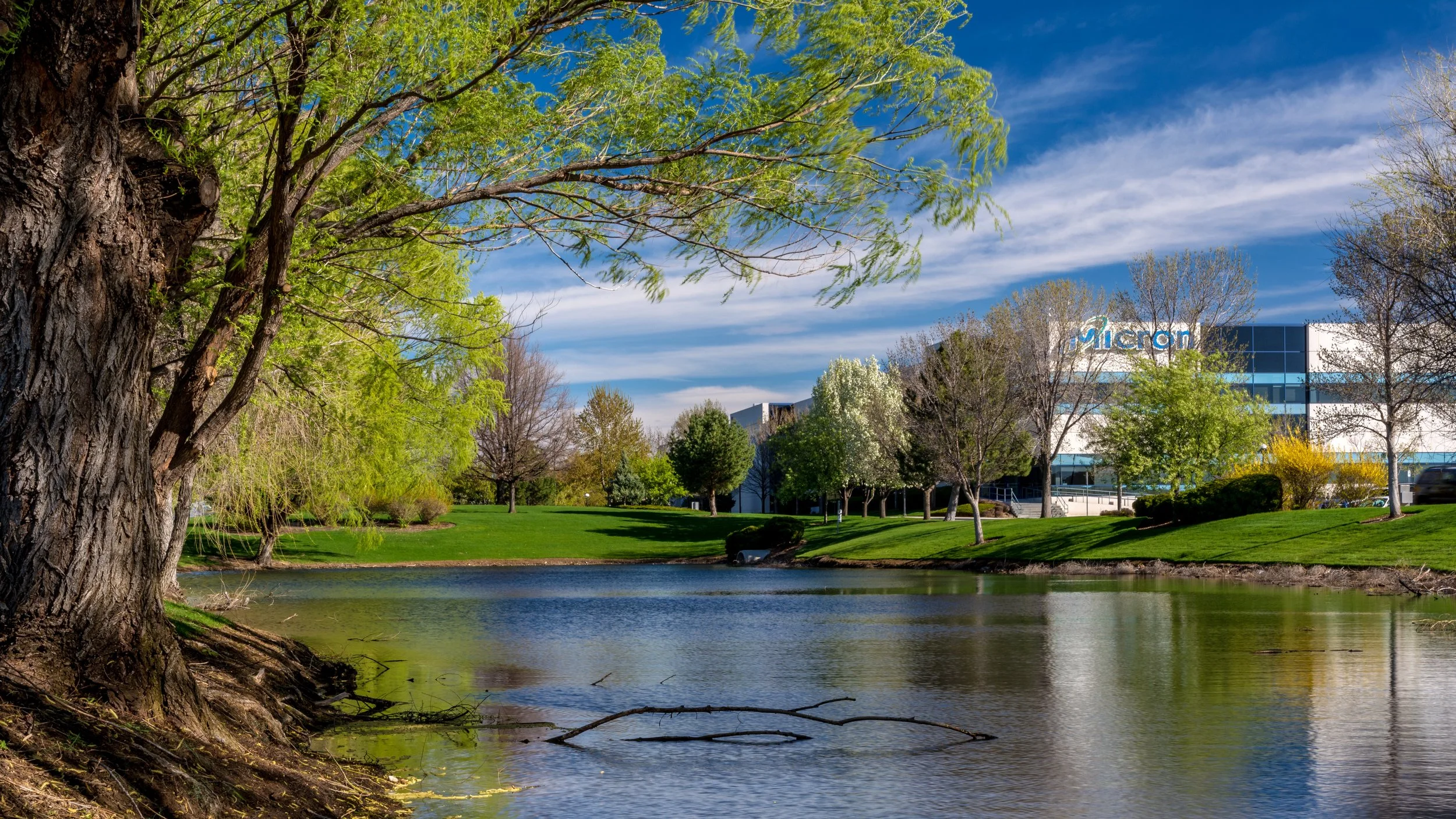 Micron Boise Campus, pond and tree in foreground