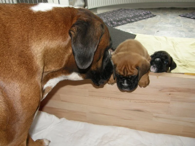 1-26.04.14 5.uge 037.JPG