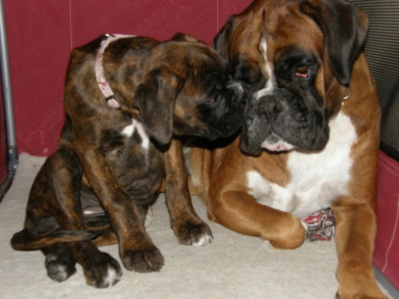 Carmen gik i transportburet, men hvis hun troede, hun kunne gemme sig for Amber, tog hun fejl. 