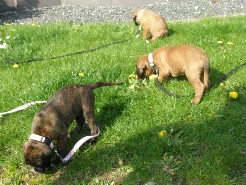 1-26.04.14 5.uge 055.JPG