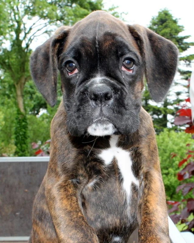 1-2014 maj amber boxer 006.JPG