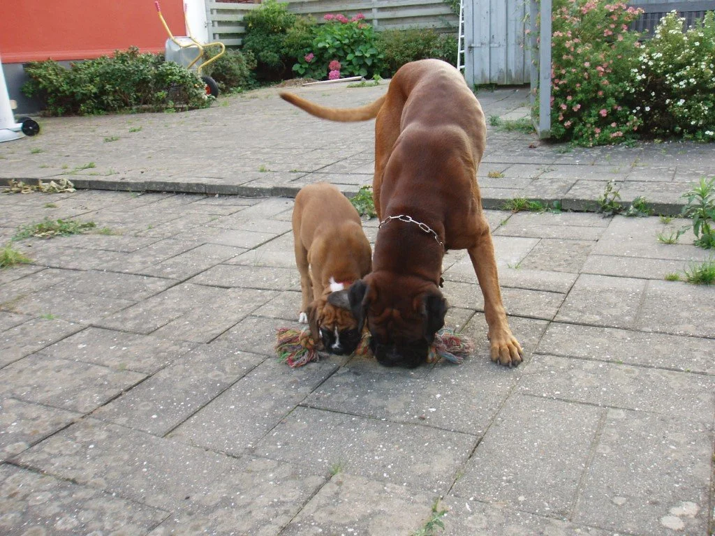 Hvis trækketorvet er lidt for tungt, hjælper Jamie gerne med at løfte. 