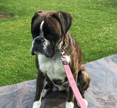 Profil - Diamond.png