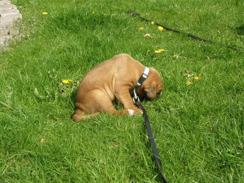 1-26.04.14 5.uge 054.JPG