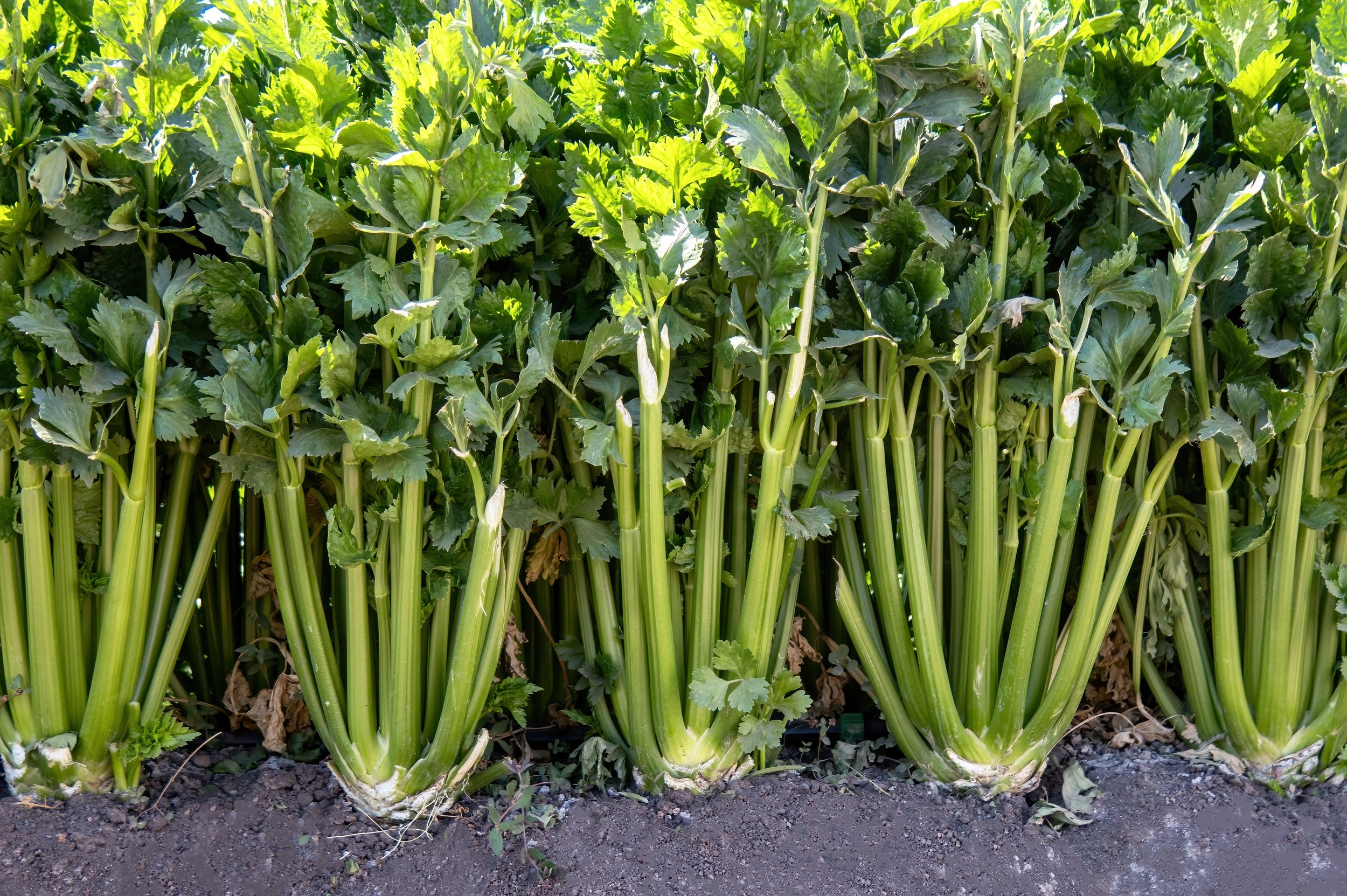 closeup-of-celery-plantation-growing-in-vegetable-2022-11-29-01-46-27-utc.jpeg