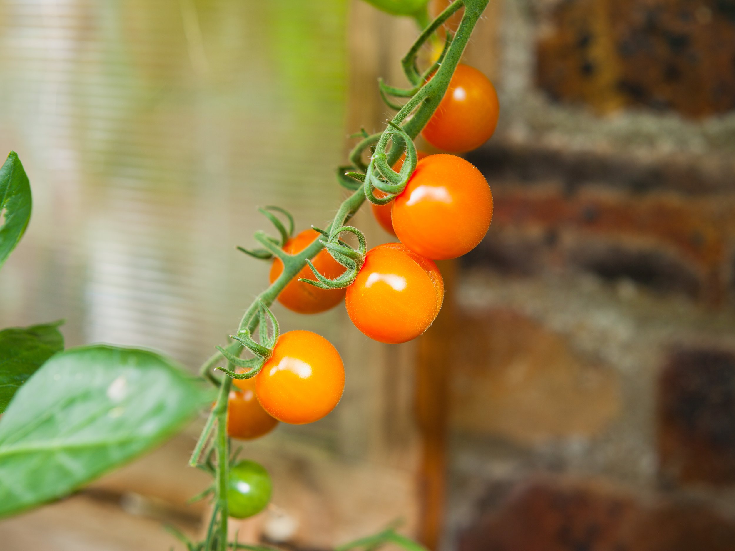 Cherry Orange Tomato Plant