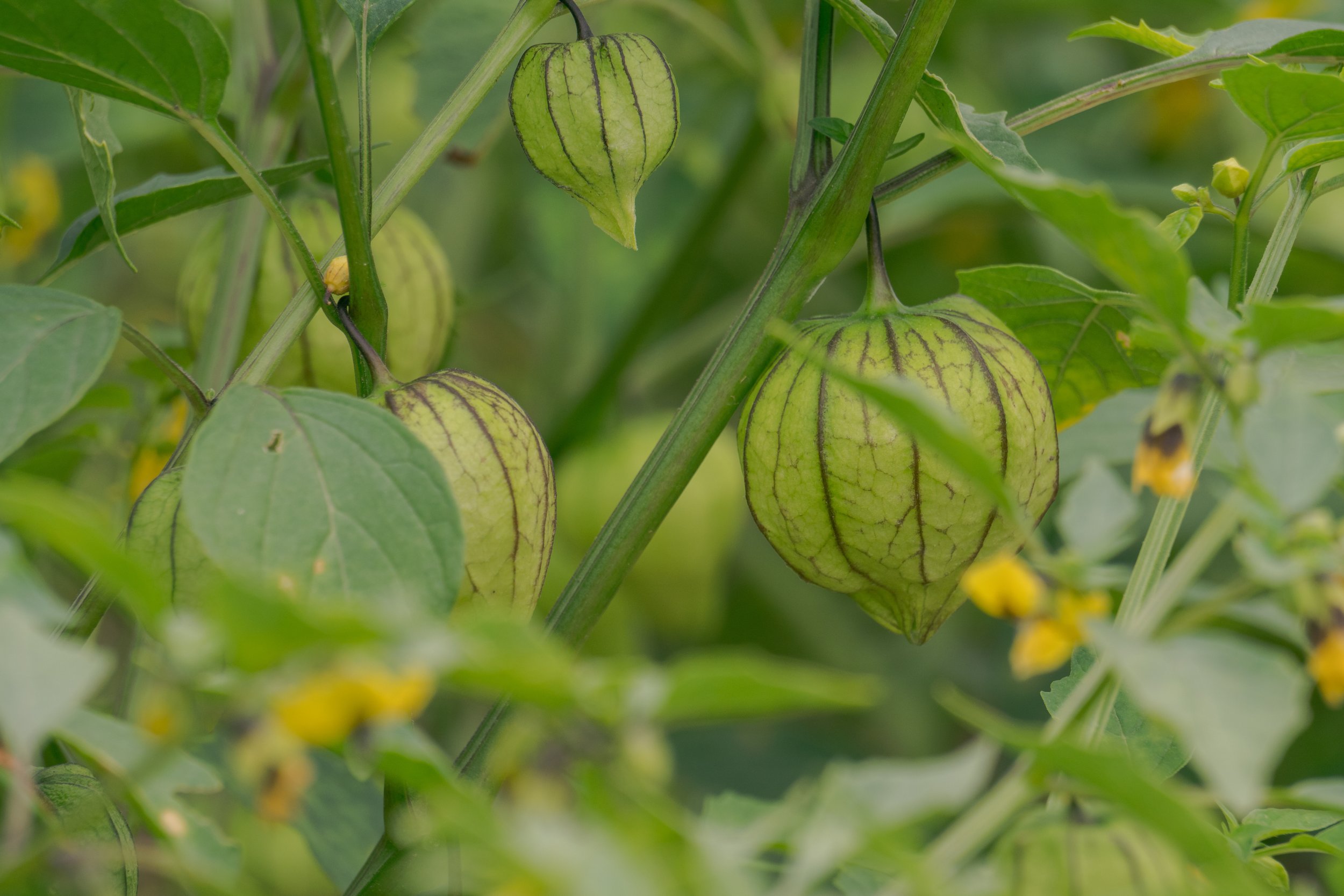 tomatillo plant.jpeg