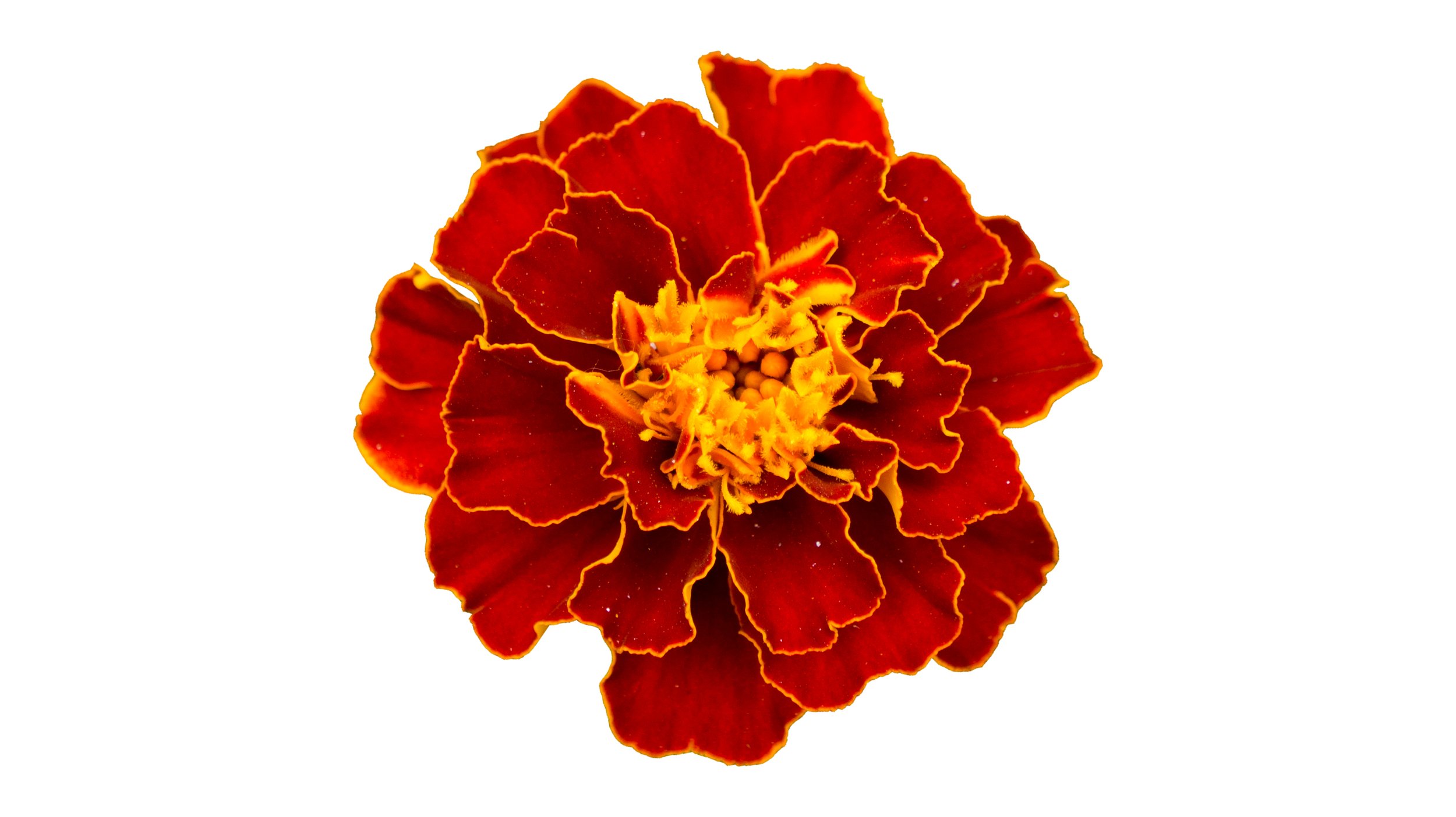 marigold.jpeg