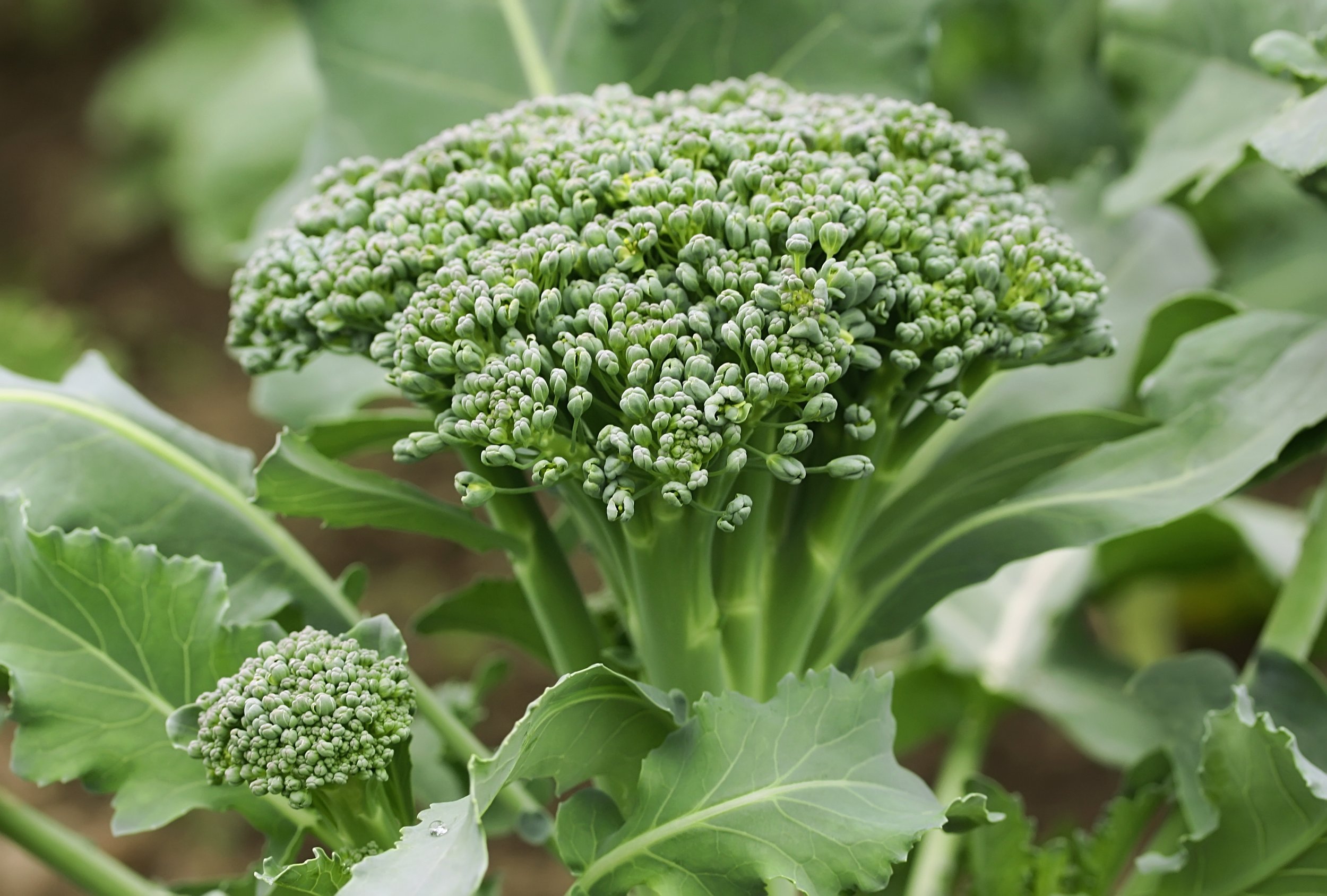 broccoli.jpeg