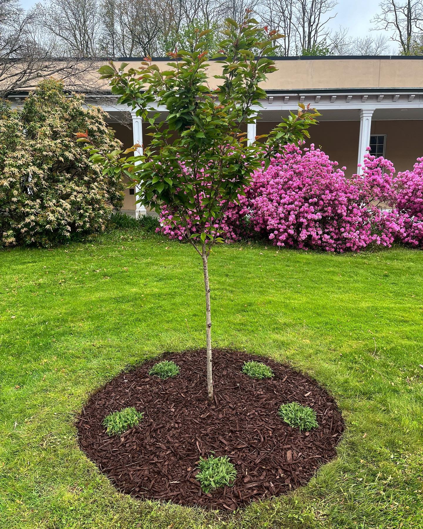 Rudy did a beautiful planting job this morning at Yorktowns John C Hart library! This is a lovely Kwanza flowering cherry tree with Achillea perennials surrounding 📚🌸