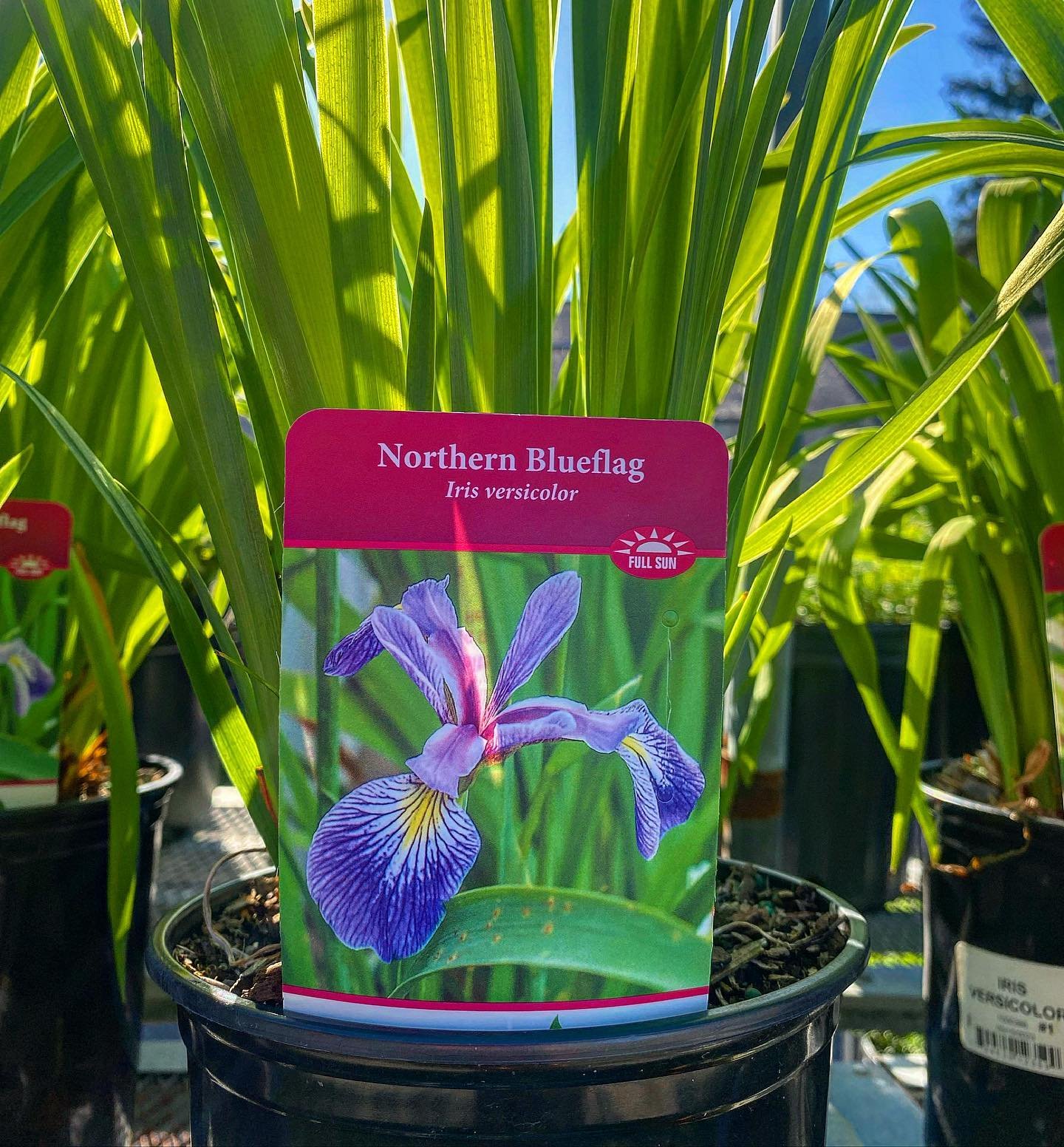 So many beautiful perennials are in stock at Blossom Nurseries! 
Plant these once and they&rsquo;ll keep coming back year after year 🏡🙌🏼☀️