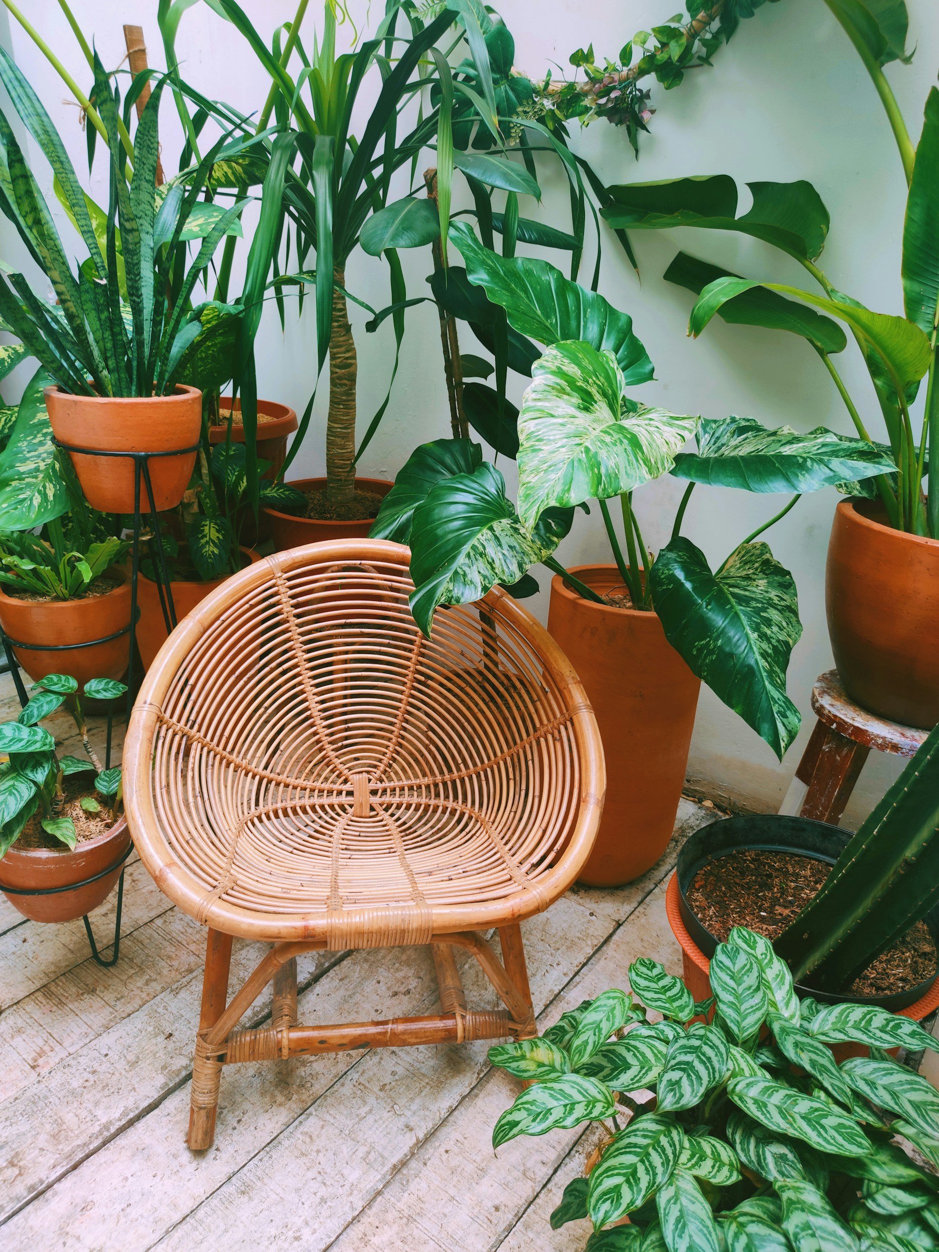 A wicker chair surrounded by various potted tropical plants on a wooden floor.