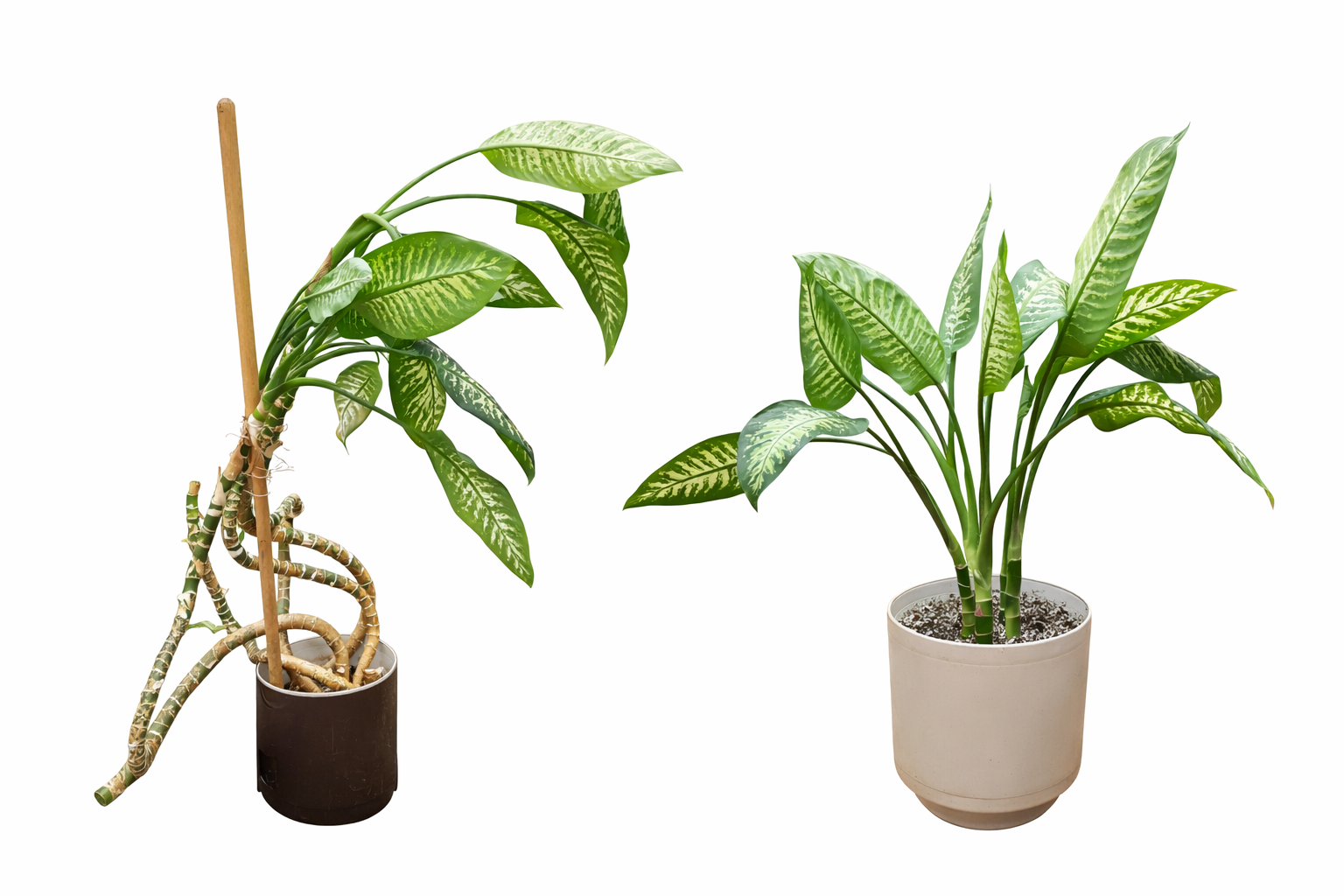 Dieffenbachia plant before and after.png