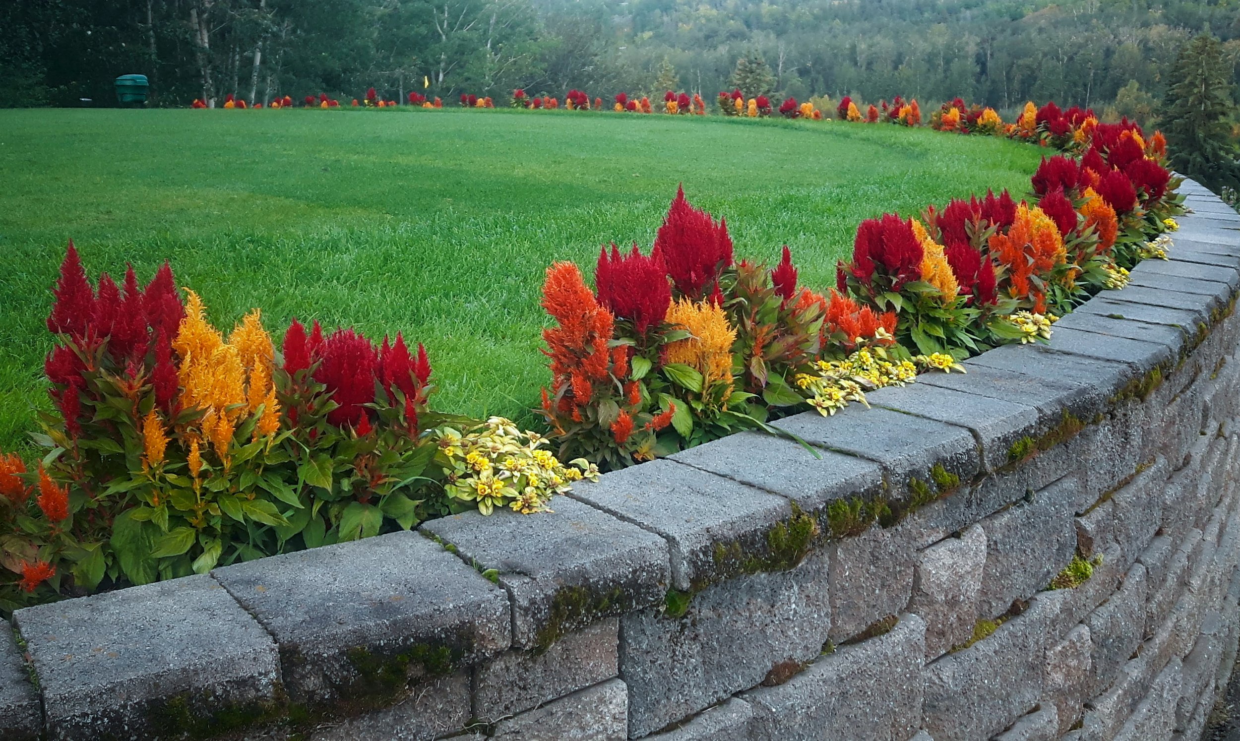 Colorful flowers and a stone wall edging a grassy lawn