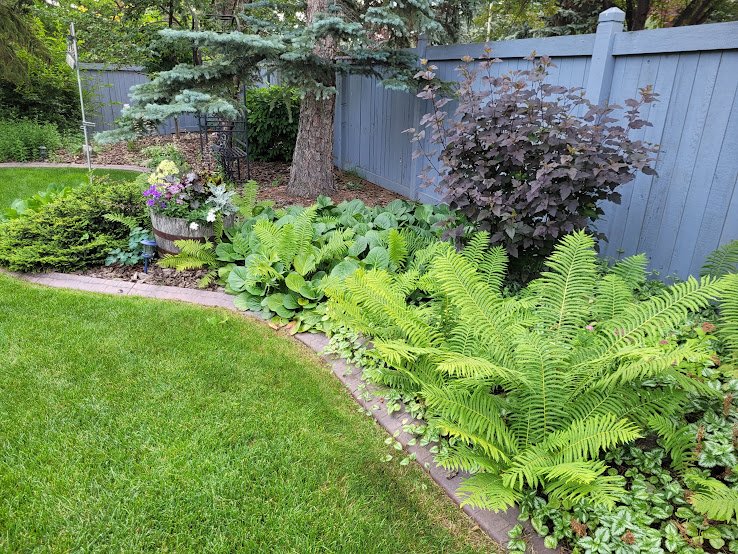 Garden with green plants, ferns, and a blue fence