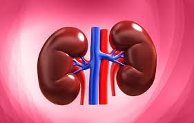 Kidney Function Tests